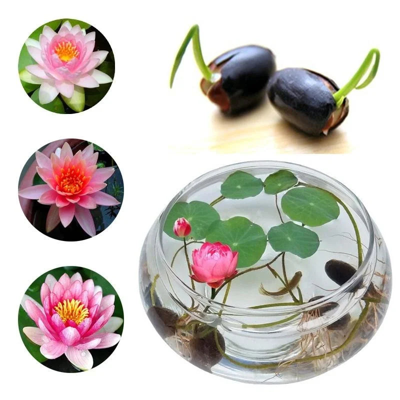 Premium Lotus Flower Seeds | 4.9 ⭐⭐⭐⭐⭐ 77,373 REVIEWS)