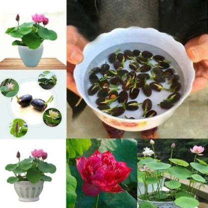 Premium Lotus Flower Seeds | 4.9 ⭐⭐⭐⭐⭐ 77,373 REVIEWS)