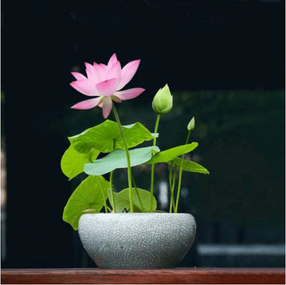 Premium Lotus Flower Seeds | 4.9 ⭐⭐⭐⭐⭐ 77,373 REVIEWS)